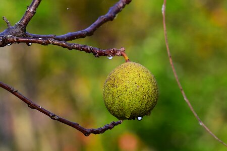 Green walnut nature