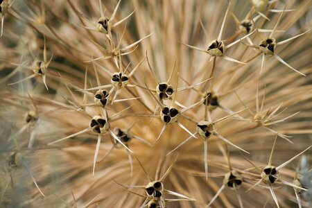 Plant spines nature photo