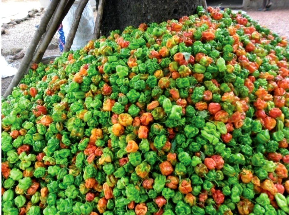 Pepper production (8330379130)