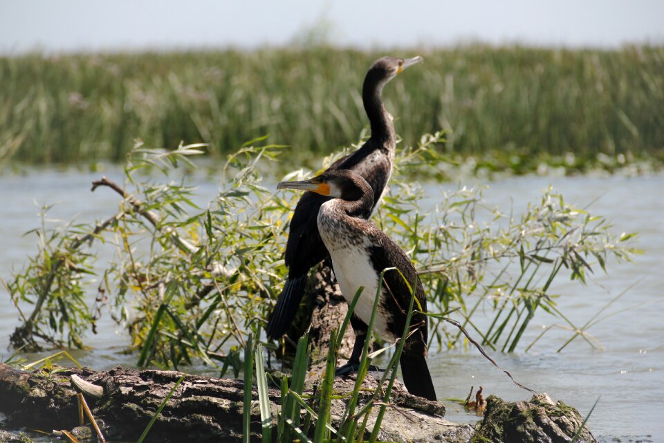 Danube delta water exotic