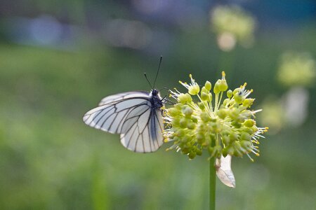 Cabbage butterfly flowers summer
