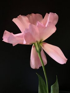 Pink flower petals photo