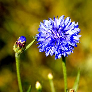Flora blue flower photo