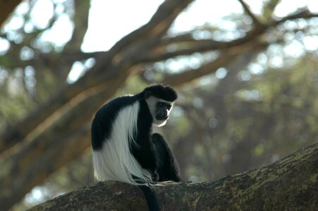 Monkey wildlife animal