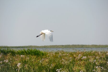 Wildlife danube delta water