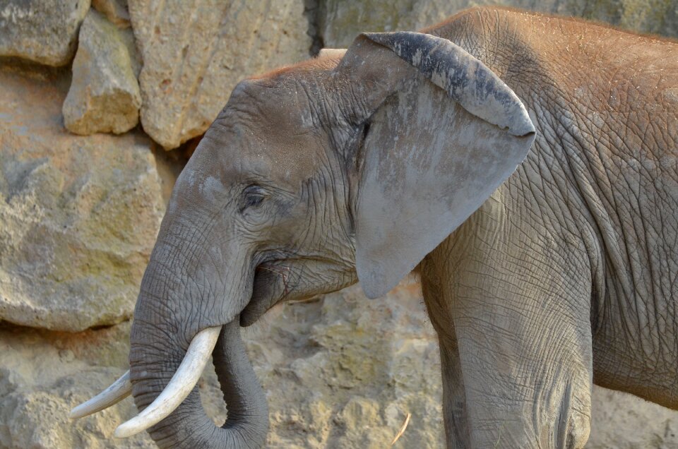Pachyderm tusks grey