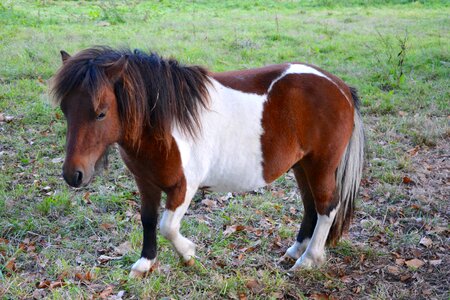 Nice pony promenade