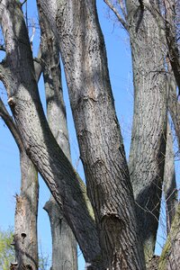 Bark tribe log photo