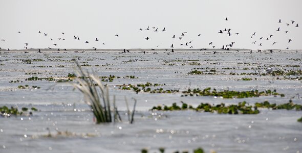 Danube delta water exotic
