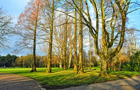 Pine tree grove bare trees winter trees photo