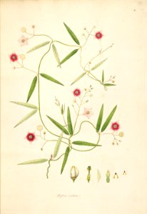 Periploca esculenta CoromandelCoast 1-011