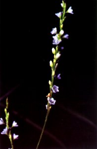 Persicaria punctata NRCS-1