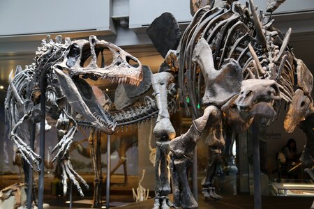 Exhibit exhibition paleontology photo