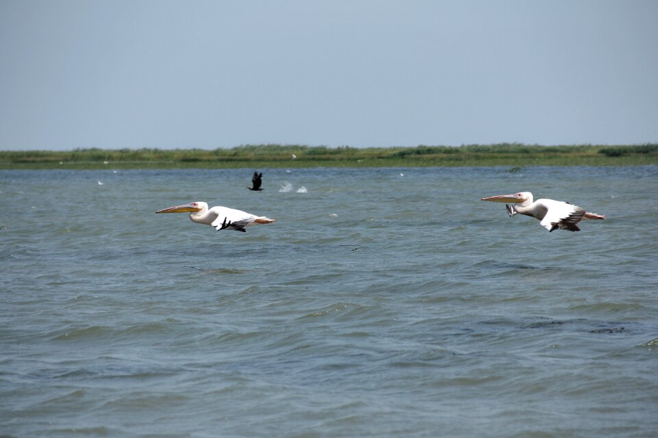 Danube delta water exotic