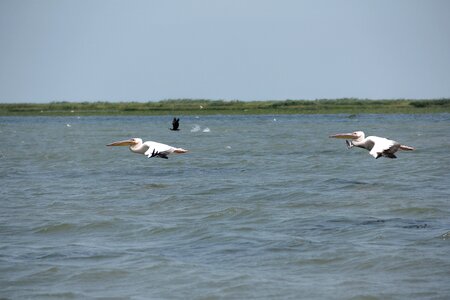 Danube delta water exotic