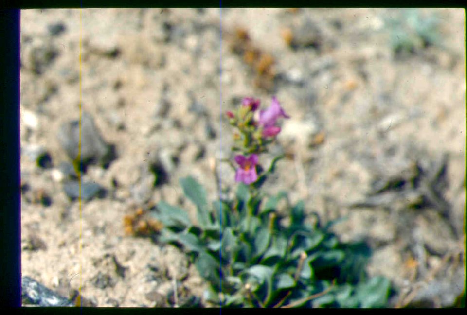 Penstemon janishiae in SW Idaho 2