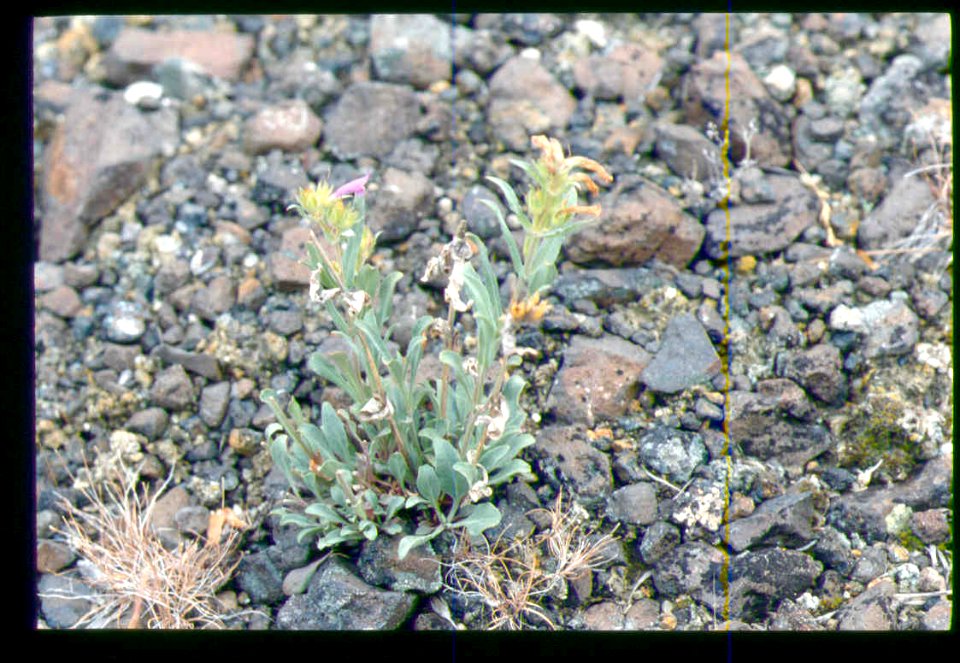 Penstemon janishiae in SW Idaho