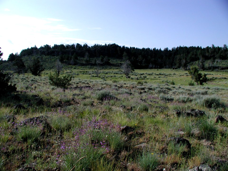 Penstemon seorsus habitat in SW Idaho