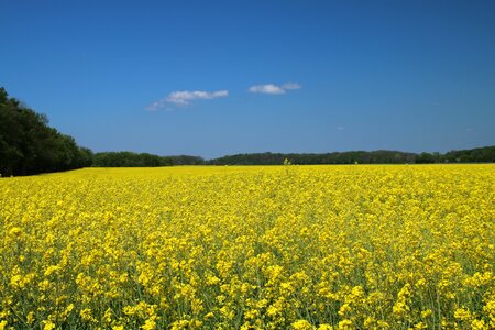Oilseed rape field field of rapeseeds