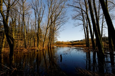 River nature tree