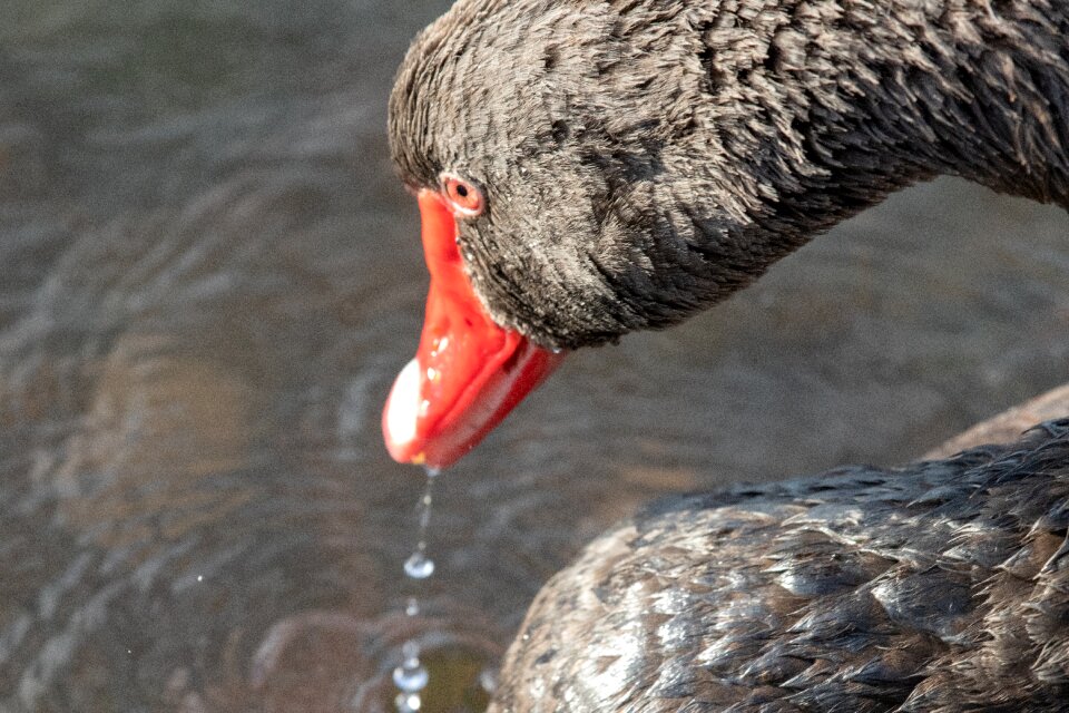 Bird animal wildlife