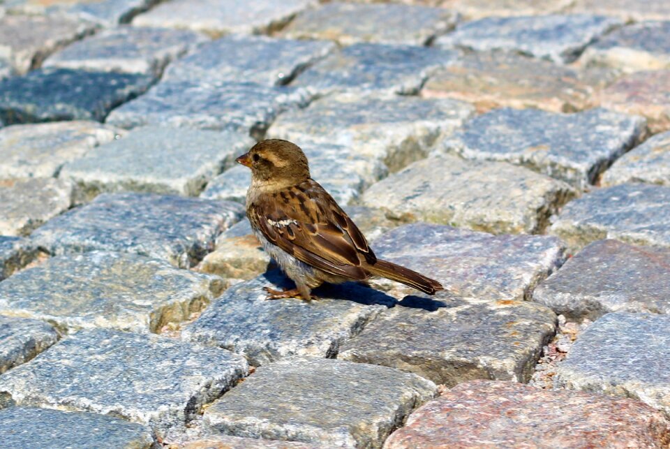 Animal nature sparrows