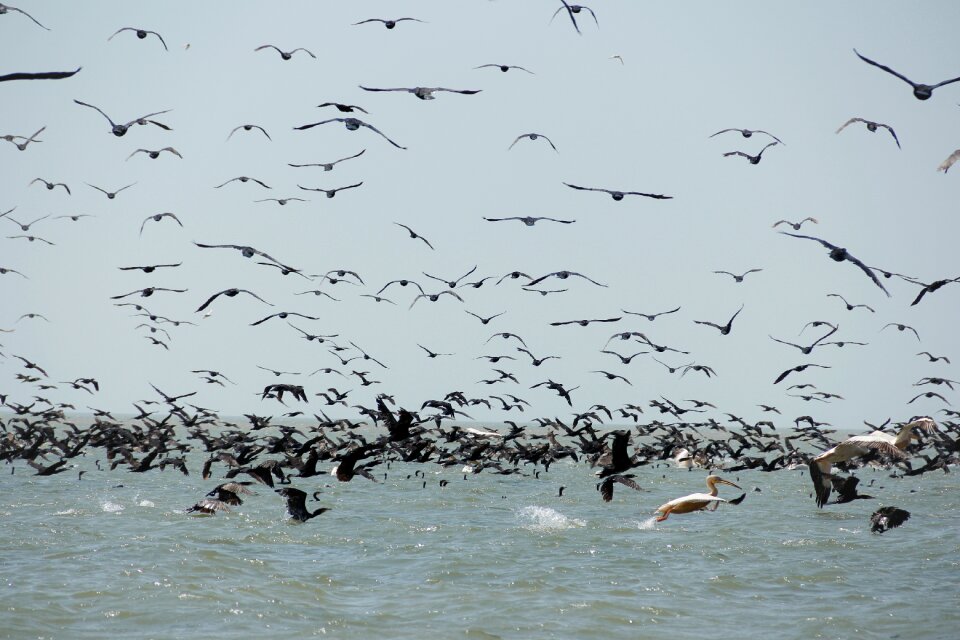 Danube delta water exotic