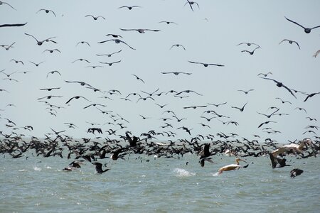 Danube delta water exotic