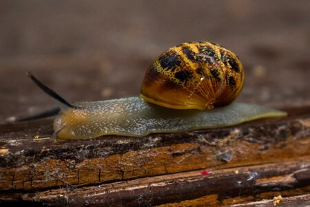 Slimy nature shell photo