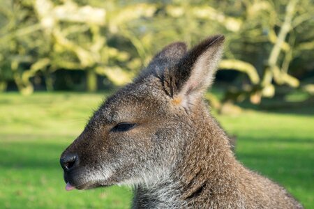 Nature head zoo