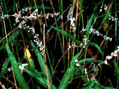 Persicaria setacea NRCS-1