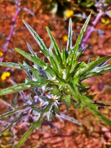 Food grass plants wild