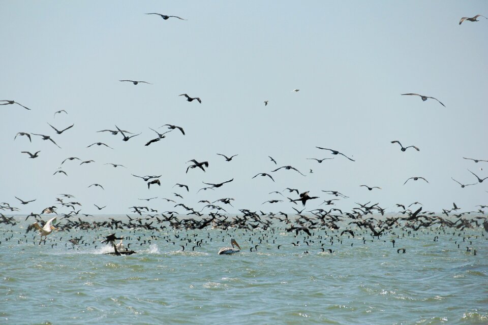 Danube delta water exotic