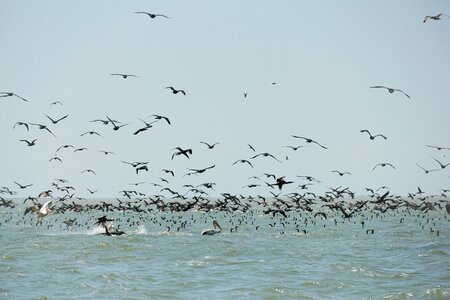 Danube delta water exotic