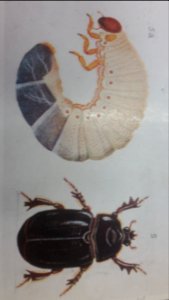 Pericoptus truncatus by George Vernon Hudson