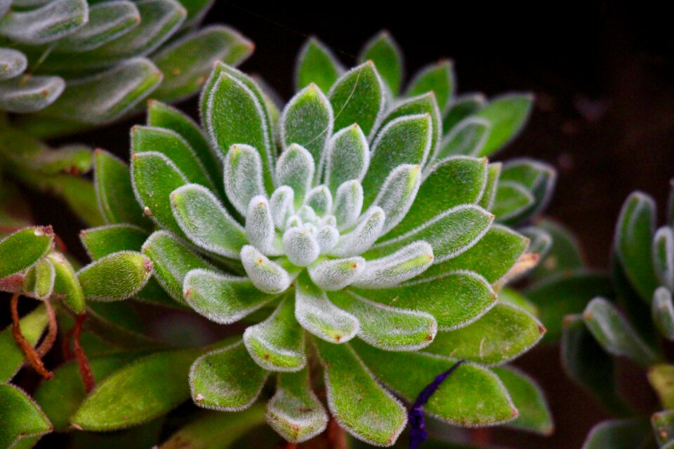 Garden nature leaves