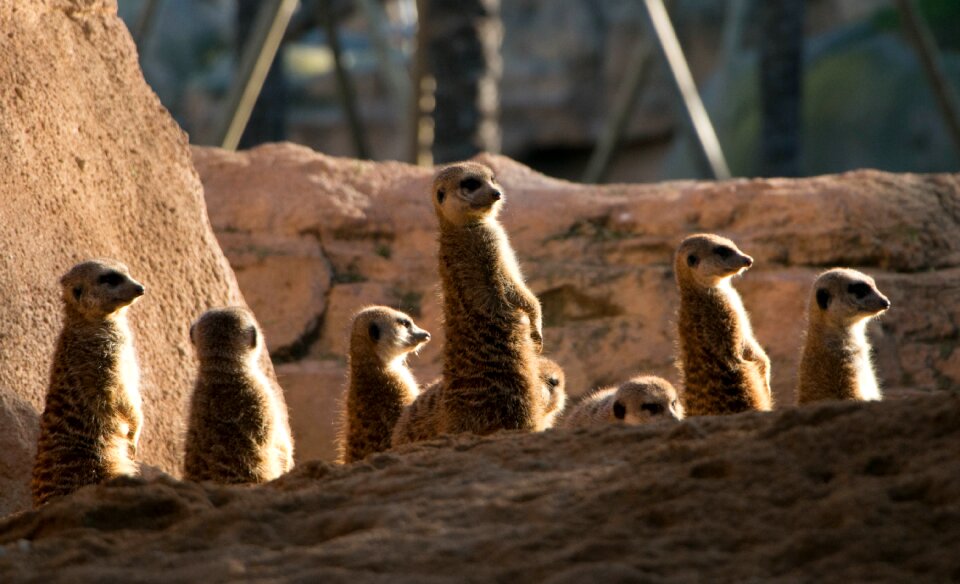 Meercats zoo valencia