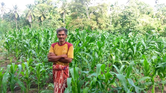 Perkiraan Curah Hujan Membantu Menurunkan Gagal Panen Petani Jagung (39594700812)