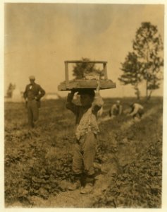Pete Trombetta (and Padrone in the background) is 10 years of age, working his 6th season. He is the carrier for the Trombetta family. The tray of berries weighing between 25 and 30 lbs., LOC cph.3b46698