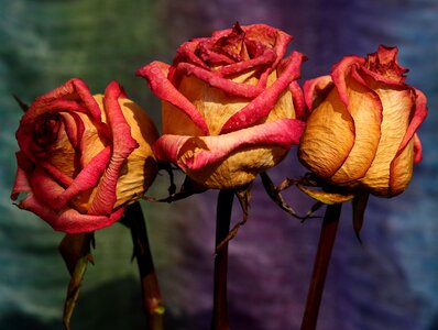 Dry flower petals