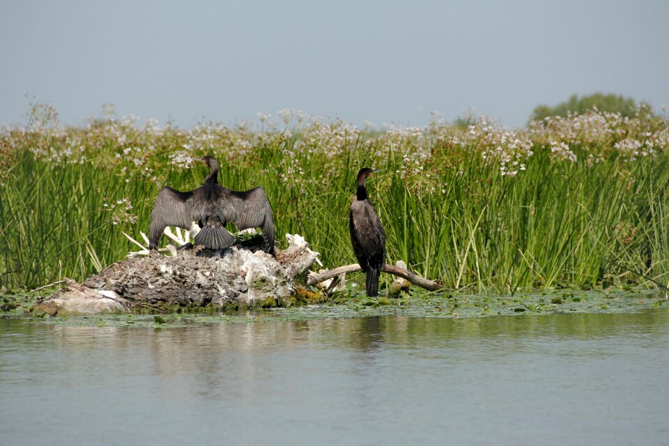 Danube delta water exotic