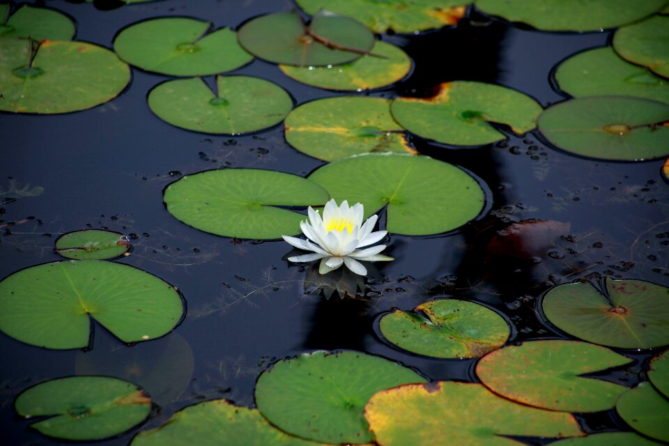 Lake water lilies pond photo