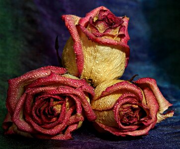 Drops flower petals