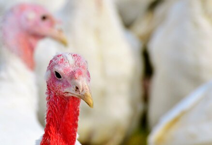 Poultry free range poultry farm