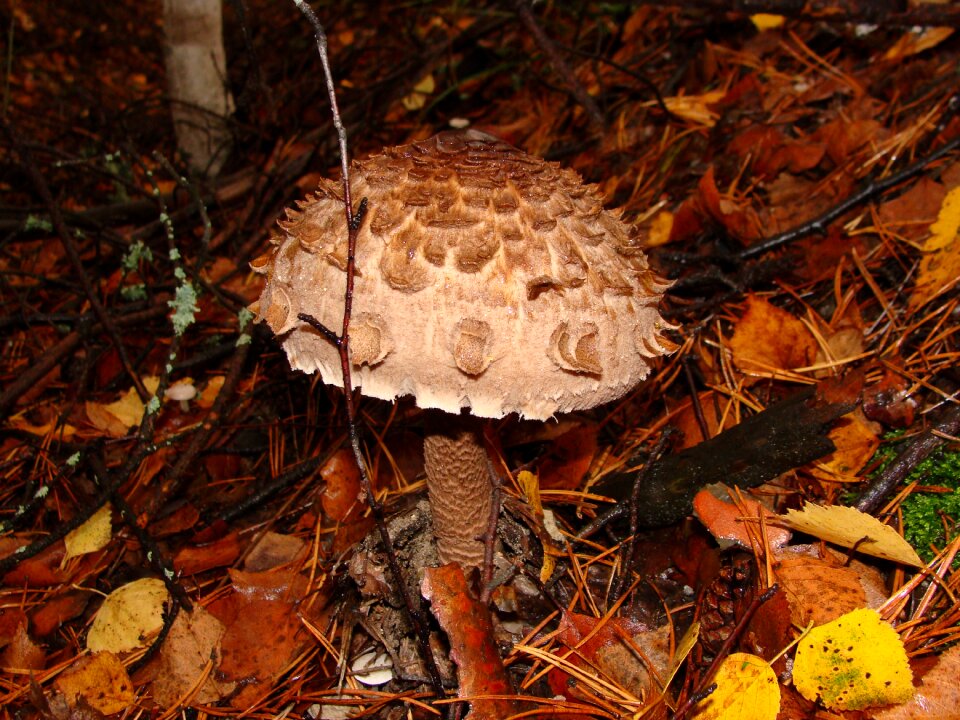 Forest edible mushrooms nature