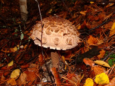 Forest edible mushrooms nature photo