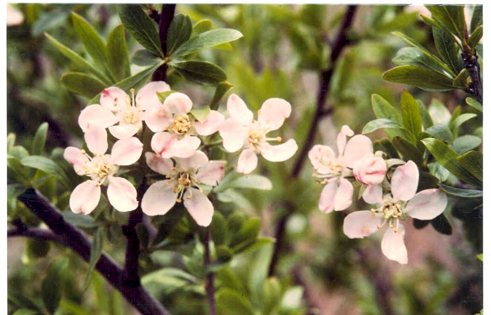 Peraphyllum ramosissimum flowers in SW Idaho 3
