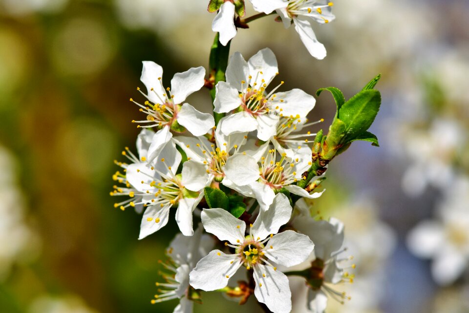 Plum tree bloom branches
