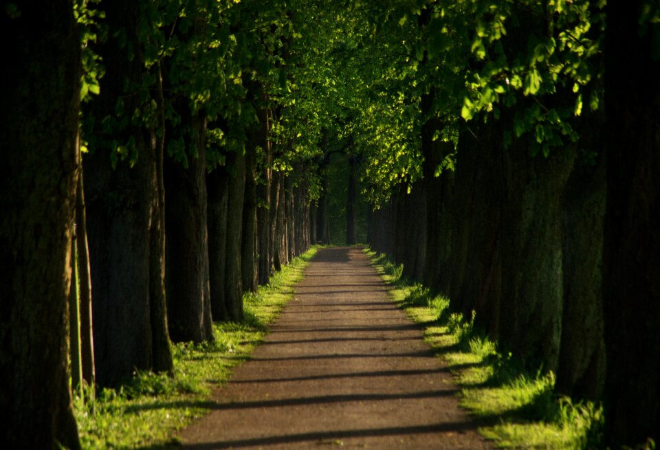 Walk tree lined avenue nature