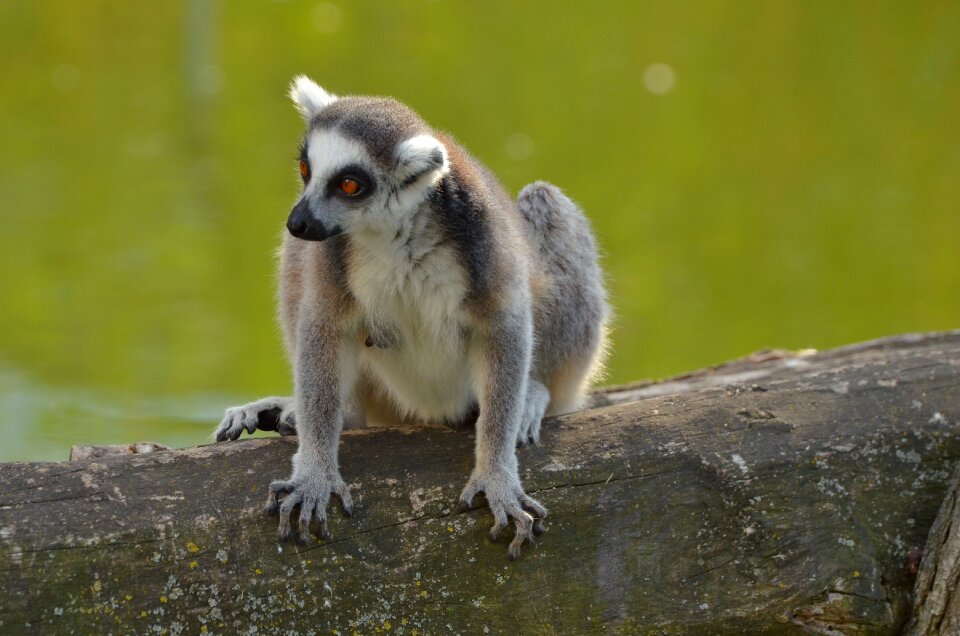 Lemur catta lemur catta